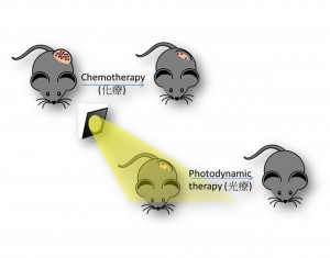 NV-12P結合化療與光療雙重功效