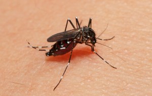 蚊子在世界各國都是重要的防疫對象，攝影江允中。