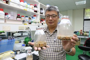 興大森林學系王升陽特聘教授展示固態培養牛樟芝菌絲體.jpg